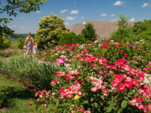 Rose Walk at Minnesota Landscape Arboretum