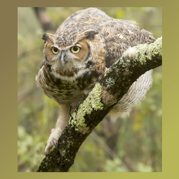 Great Horned Owl on a Branch