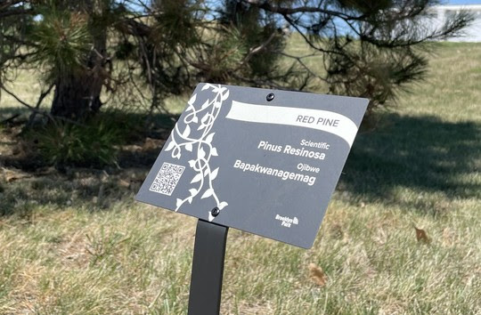 Tree Trek Marker "Red Pine. Scientific: Pinus Resinosa: Ojibwe: Bapakwanagemag" in Central Park, Brooklyn Park, Minnesota