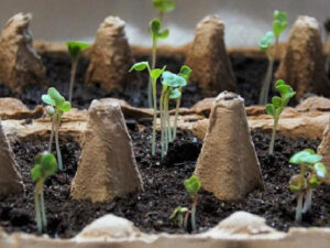 sprouting seedlings in an egg carton
