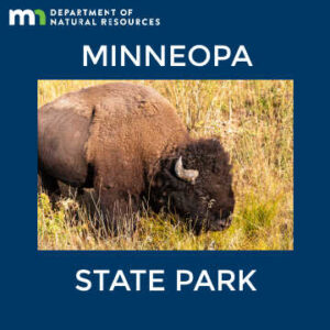 Bison grazing in tall grass. Text: Minnesota Department of Natural Resources. Minneopa State Park