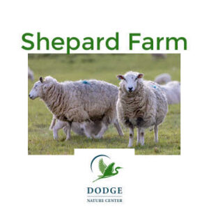 Two Sheep in a field. Text: Shepard Farm. Dodge Nature Center.