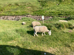 three sheep on the isle of skye, Scotland