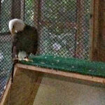 Phoenix the eagle ambassador at Carpenter-St. Croix Nature Center in Hastings, Minnesota