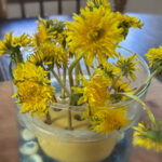 Bouquet of dandelion flowers.